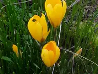 Crocus2.webp