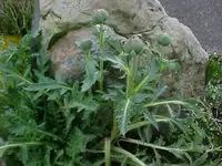 Poppy1.webp