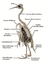 tour-of-the-penguin-skeleton[1].webp