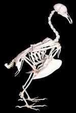 bird_skeleton[1].webp