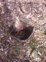 possible site.webp