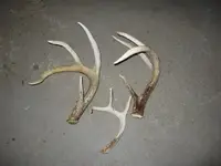 lake hunt 071.webp