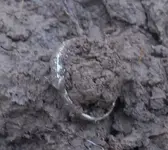 #5 ring 2012.webp