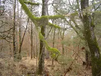 Mountain Stream 001.webp