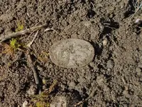 Box pp;late when Dug 3-4-12.webp