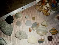 MyCollection4.webp