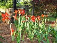 amaryllis 7.webp