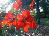 Amaryllis 1.webp