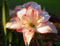 Amaryllis 2.webp