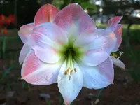 amaryllis 4.webp