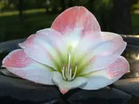amaryllis 9.webp