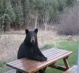 bearack.webp