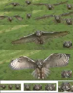 owl 2.webp owl 2.webp