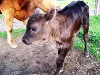 calf7.webp