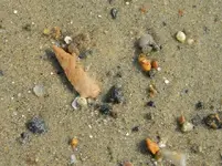 2-23-12 Beach in-situ 002.webp