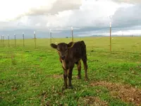 calf3.webp