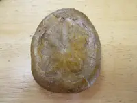 Sand Dollar Fossil-1.webp