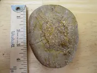 Sand Dollar-2.webp
