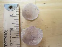 seashell imprints.webp