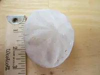 Sand Dollar Beach-1.webp