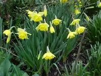 daffodils.webp