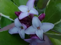Daphne odora.webp