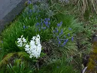 hyacinths.webp
