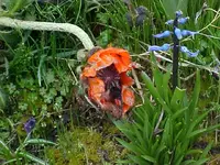 poppy.webp