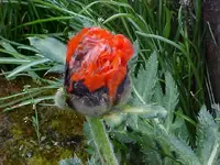 poppy2.webp