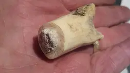 Antler (1024x577).webp