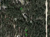 bforest2012dowsed.webp