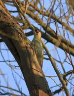 20120321_54.webp