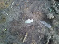 IMG01387-20120319-1801.webp