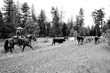 Buckhorn Cattle Drive web.webp