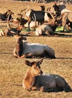Bulls Oak Creek small.webp