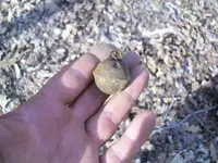 MARCH 23RD KGII CIVIL WAR BULLET 001.webp