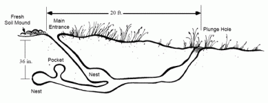 groundhogs-mound.gif