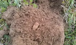 in-situ minie.webp