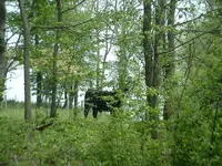 Picture 103.webp