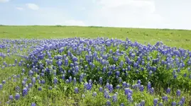 BB1.webp