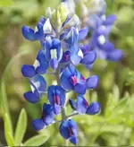 bb4.webp