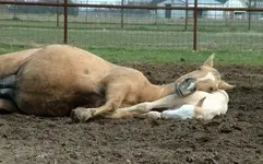 Mare sleeping head on foal.webp