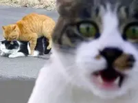 gato.webp