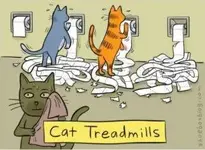 cattreadmill.webp