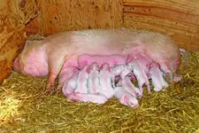 36083_Sow_with_piglets.webp