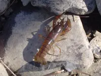 river walking 019.webp