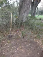 sundays dig 3.5.2012 019.webp