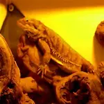 Lizzy.webp