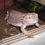 Queenie.webp