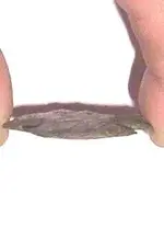 Arrowhead - Bottom.webp